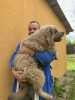 Photo №3. Tibetan Mastiff puppies. Belarus