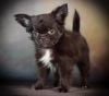 Photo №4. I will sell chihuahua in the city of Volgograd. breeder - price - 1562$