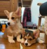 Photo №2 to announcement № 98609 for the sale of welsh corgi - buy in Sweden private announcement