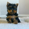 Additional photos: Yorkshire Terrier