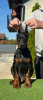 Additional photos: Doberman puppies for sale