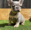 Photo №1. french bulldog - for sale in the city of Гамбург | negotiated | Announcement № 116683