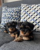 Photo №1. yorkshire terrier - for sale in the city of Berlin | 3$ | Announcement № 74200