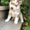 Photo №2 to announcement № 109167 for the sale of siberian husky - buy in Germany private announcement