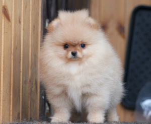 Photo №2 to announcement № 4861 for the sale of pomeranian - buy in Russian Federation breeder