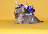 Photo №4. I will sell chihuahua in the city of Москва. from nursery, breeder - price - 765$