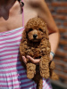 Photo №2 to announcement № 119950 for the sale of poodle (toy) - buy in Serbia 