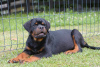 Photo №1. rottweiler - for sale in the city of Loznica | negotiated | Announcement № 58896