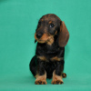 Photo №2 to announcement № 94391 for the sale of dachshund - buy in Russian Federation from nursery