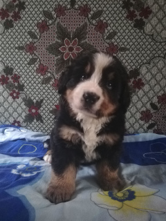 Photo №2 to announcement № 5981 for the sale of bernese mountain dog - buy in Ukraine private announcement