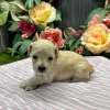 Photo №1. poodle (dwarf) - for sale in the city of Phoenix | 479$ | Announcement № 45827