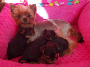 Photo №2 to announcement № 357 for the sale of yorkshire terrier - buy in Poland private announcement, from the shelter, breeder
