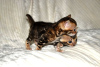 Photo №1. bengal cat - for sale in the city of Berlin | 370$ | Announcement № 107895