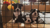 Additional photos: We have 5 beautiful bostons puppies for sale,
