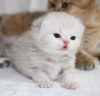 Photo №4. I will sell scottish fold in the city of Шымкент. private announcement, from nursery, breeder - price - negotiated