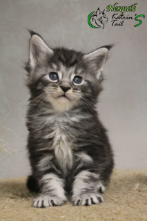 Photo №4. I will sell maine coon in the city of St. Petersburg. private announcement, from nursery, breeder - price - 780$