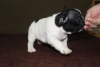 Photo №3. french bulldog puppies. Russian Federation