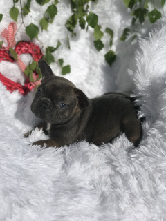 Additional photos: French bulldog puppy