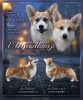 Photo №1. welsh corgi - for sale in the city of Glendale | 3700$ | Announcement № 86365