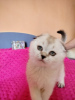 Photo №1. scottish fold - for sale in the city of Линденфельс | 528$ | Announcement № 52691