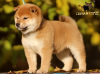 Photo №1. shiba inu - for sale in the city of Kharkov | 1585$ | Announcement № 125131