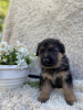 Additional photos: Puppies of the German Vivcharka