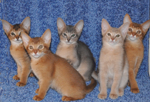 Photo №4. I will sell abyssinian cat in the city of Kingisepp. from nursery - price - 246$