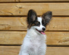 Photo №3. Papillon puppy.. Belarus