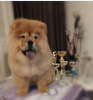 Additional photos: Chow Chow dogs for sale