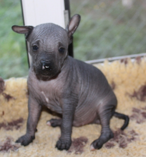 Photo №2 to announcement № 3418 for the sale of mexican hairless dog - buy in Russian Federation from nursery