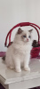 Additional photos: Ragdoll kittens for sale