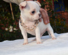 Photo №3. Chihuahua boy white and cream. Russian Federation