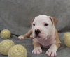 Additional photos: American Staffordshire Terrier puppies