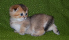 Photo №1. scottish fold - for sale in the city of Франкфурт-на-Майне | negotiated | Announcement № 93600
