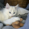 Photo №4. I will sell ragdoll in the city of Москва. from nursery, breeder - price - 1041$