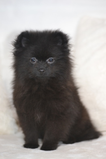 Photo №3. Pomeranian Spitz. Russian Federation