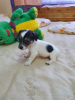 Photo №3. Purebred Jack Russell Terrier puppies. Russian Federation