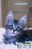 Photo №4. I will sell maine coon in the city of St. Petersburg. private announcement, from nursery, breeder - price - 473$