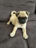 Photo №2 to announcement № 54788 for the sale of pug - buy in Finland breeder