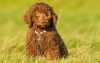 Photo №1. labradoodle - for sale in the city of Berlin | 275$ | Announcement № 101237