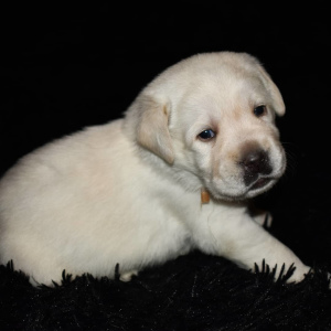 Photo №2 to announcement № 3943 for the sale of labrador retriever - buy in Russian Federation private announcement, breeder