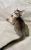 Photo №4. I will sell abyssinian cat in the city of Minsk. private announcement, from nursery - price - 491$