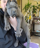 Photo №1. cane corso - for sale in the city of Афины | 416$ | Announcement № 24818