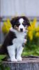 Photo №1. australian shepherd - for sale in the city of Voronezh | negotiated | Announcement № 23107