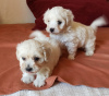 Photo №2 to announcement № 56573 for the sale of maltese dog - buy in United Kingdom private announcement