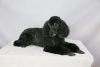 Photo №2 to announcement № 22504 for the sale of poodle (royal) - buy in Russian Federation private announcement