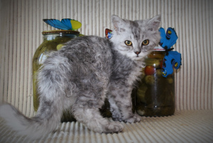 Photo №4. I will sell selkirk rex longhair in the city of St. Petersburg. from nursery, breeder - price - 246$