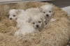 Photo №2 to announcement № 102541 for the sale of maltese dog, maltipu - buy in United States private announcement, breeder