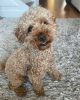 Photo №1. poodle (toy) - for sale in the city of Munich | Is free | Announcement № 111318