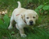 Photo №1. labrador retriever - for sale in the city of Tiraspol | negotiated | Announcement № 124386